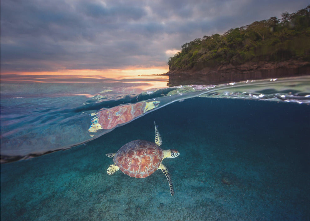Tortuga verde con puesta de sol | Papel Pintado Fotográfico