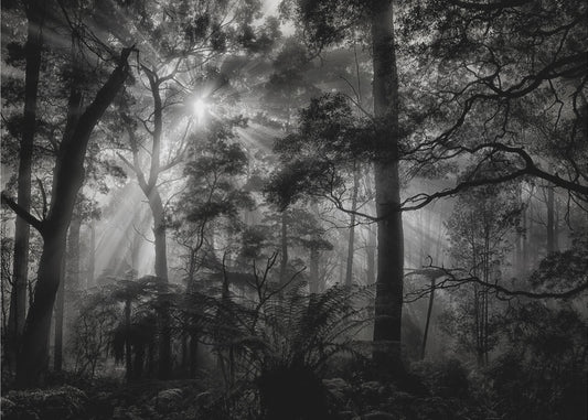 Primary forest | Wallpaper