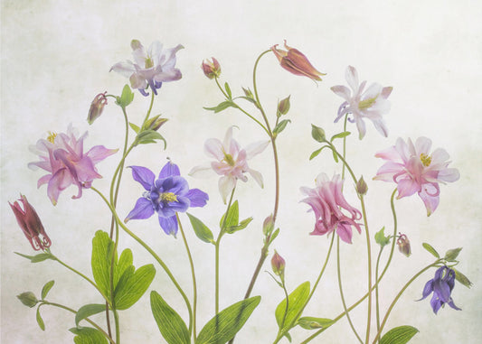 Aquilegia | Carta da Parati Fotografica