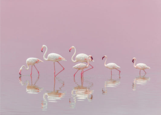 Flamingos | Fototapet
