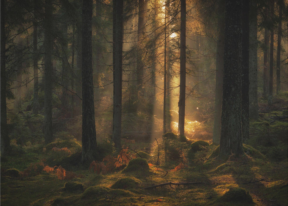 Ljuset i skogen | Fototapet