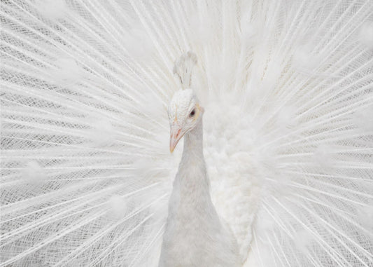 Splendide Whiteie | Papier Peint Photo