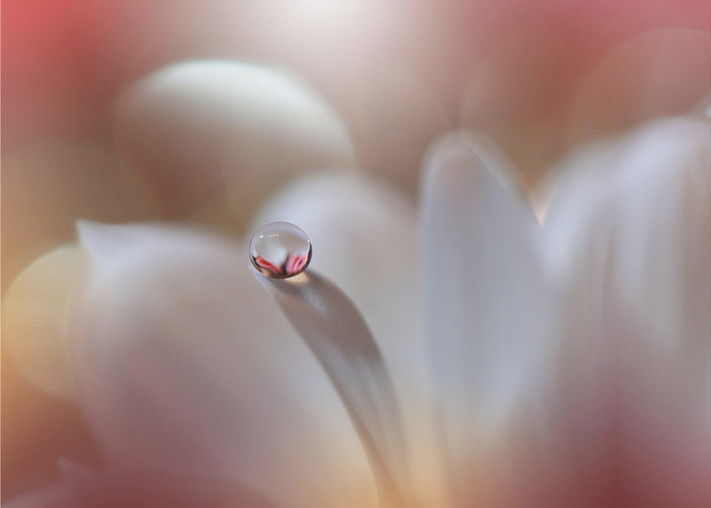 Énigme. . | Papier Peint Photo