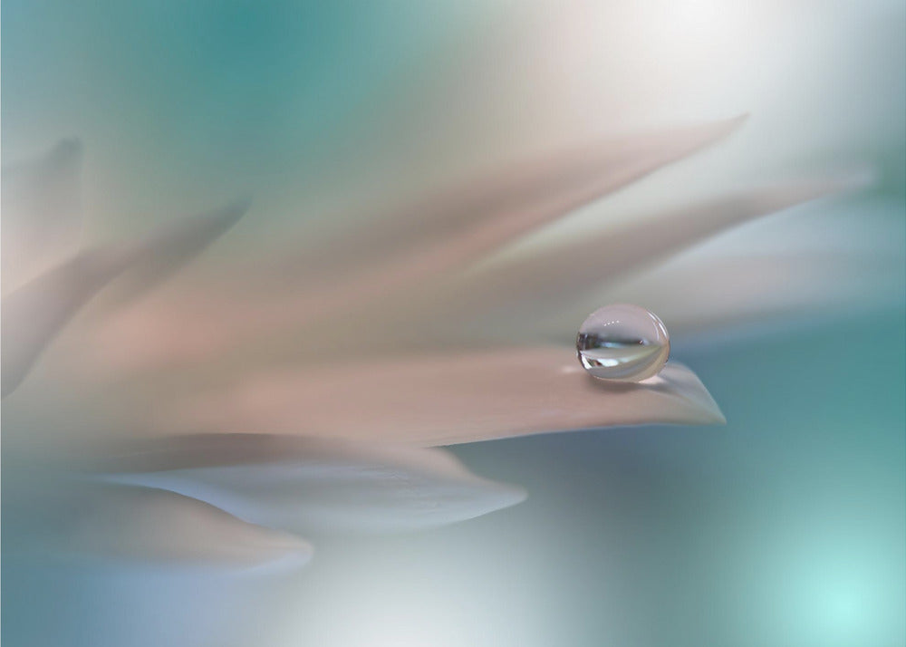 Weiße Symphonie.. | Fototapeten
