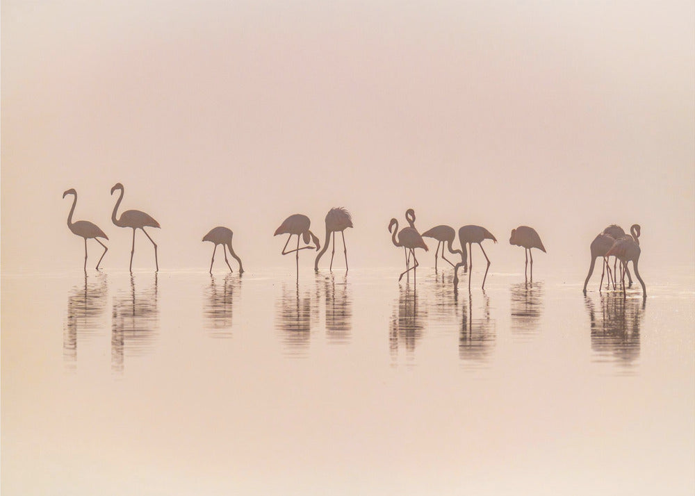Flamants roses dans la brume | Papier Peint Photo