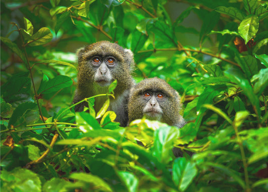Blauer Affe | Fototapeten
