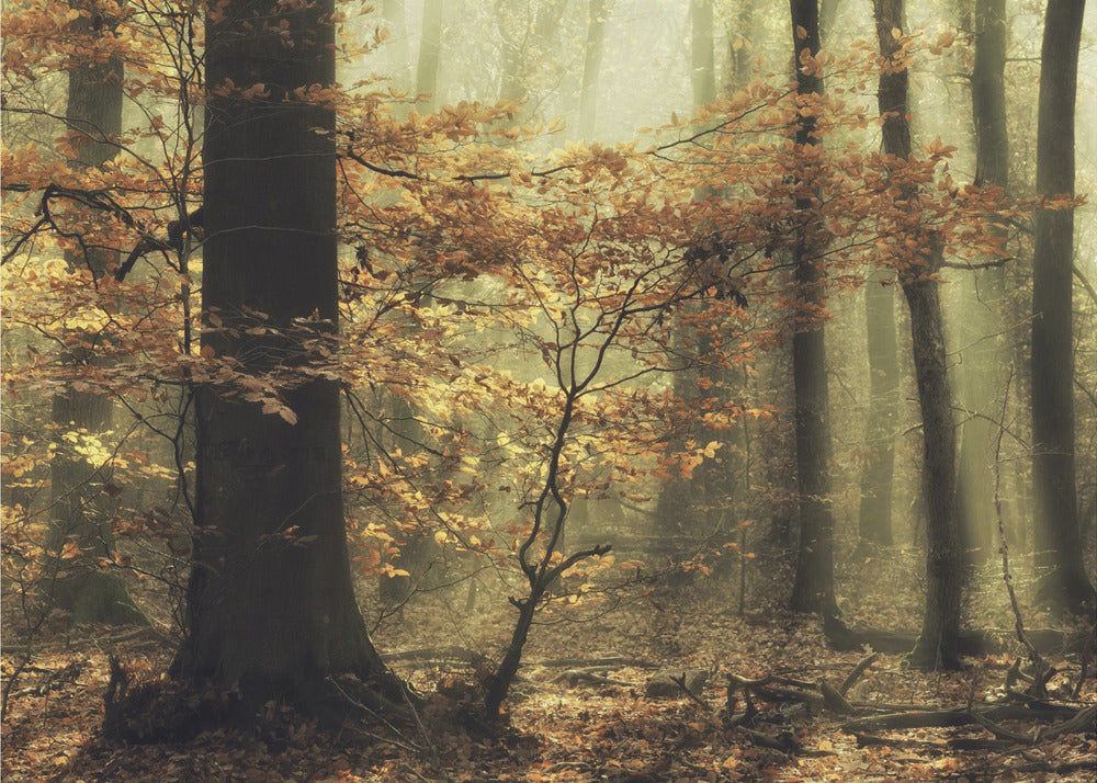 Chute douce | Papier Peint Photo