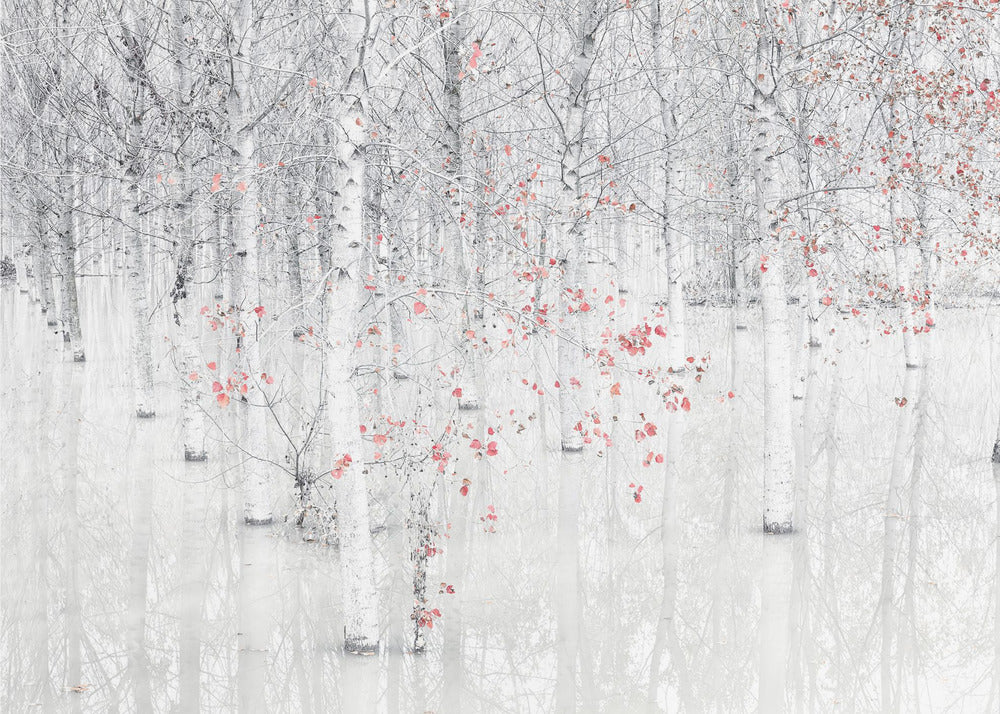 Rouge et blanc | Papier Peint Photo