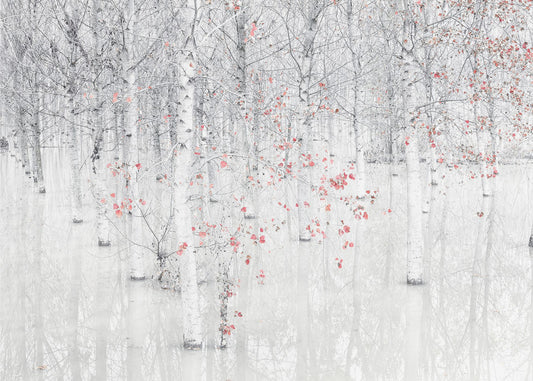 Rojo y blanco | Papel Pintado Fotográfico