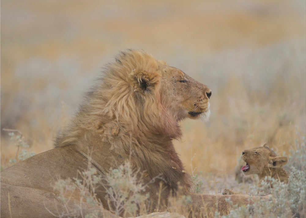 Lion mâle avec son petit | Papier Peint Photo