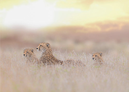 Gepardenfamilie | Fototapeten