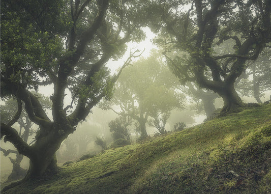 Bosque encantado | Papel Pintado Fotográfico