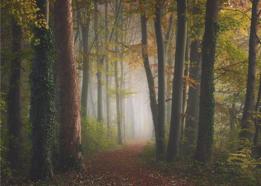 Bosque colorido de otoño | Papel Pintado Fotográfico