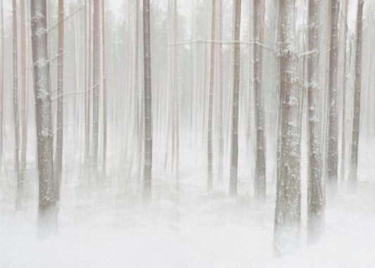 Forêt d'hiver en Suède | Papier Peint Photo