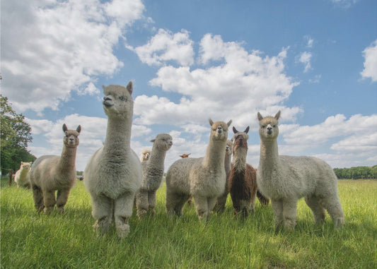 ¡Envíen las alpacas! Papel Pintado Fotográfico
