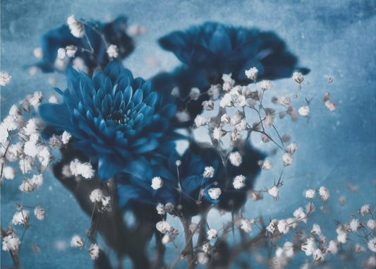 Dahlie | Fototapeten