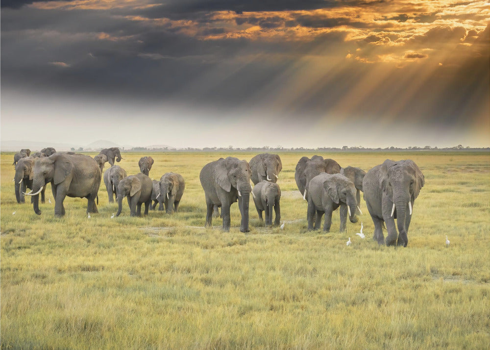 Pour l'amour des éléphants | Papier Peint Photo