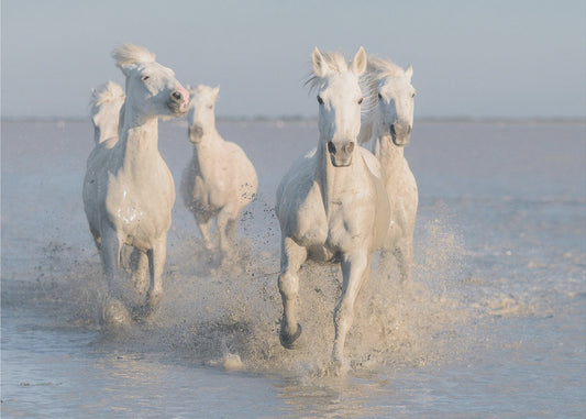 paarden | Fotobehang