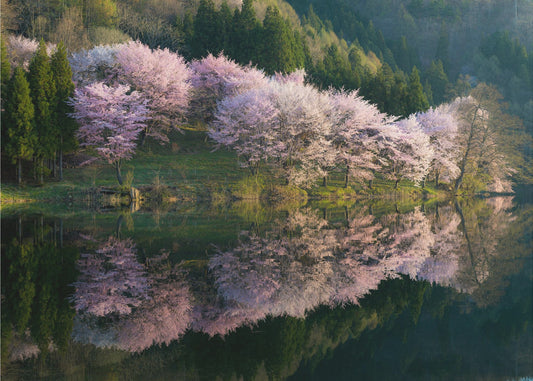 Sakura | Fototapeten