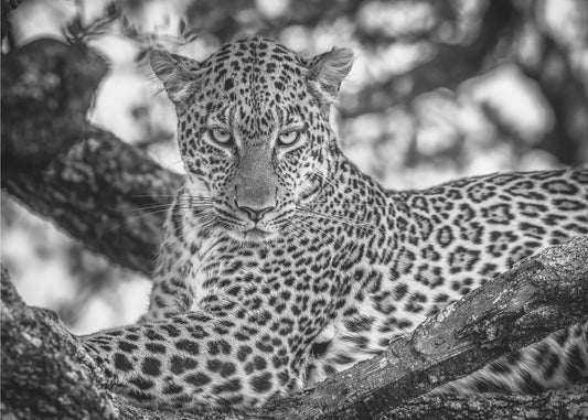 Monochrome Schönheit | Fototapeten