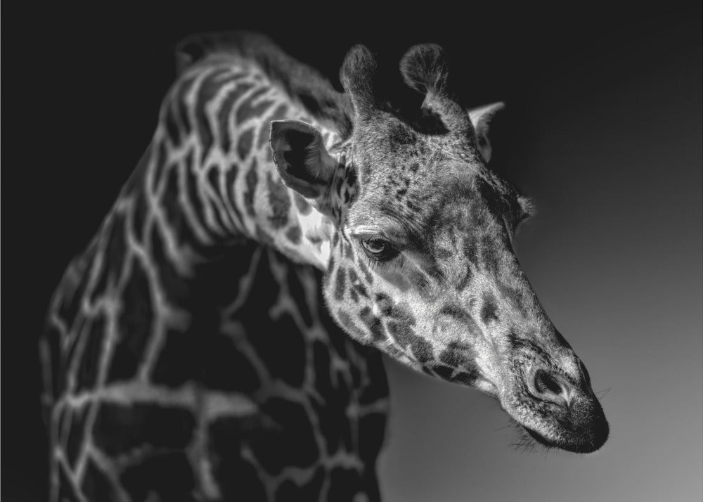 Jirafa | Papel Pintado Fotográfico