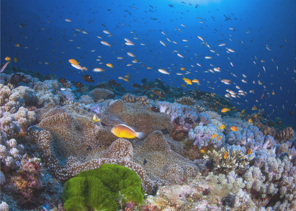 Anemonen und Fahnenbarsche | Fototapeten
