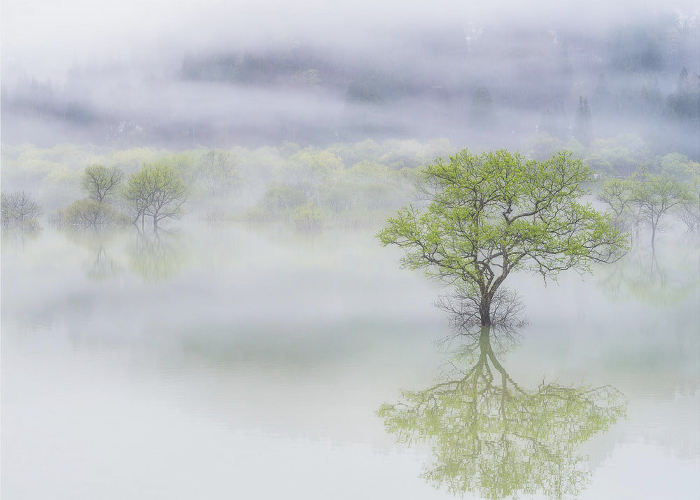 Verträumter Baum | Fototapeten