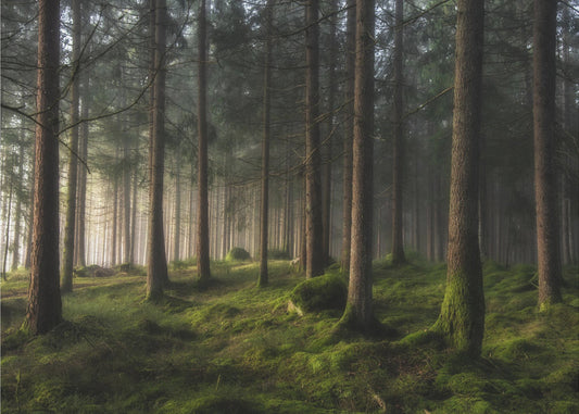 En fornemmelse af forår | Fototapeter
