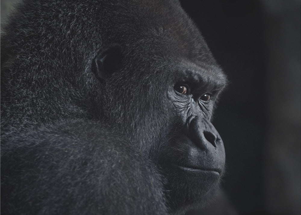 gorillablick | Fototapet