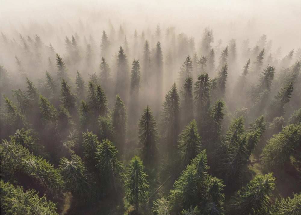 L'Armée des Sapins | Papier Peint Photo