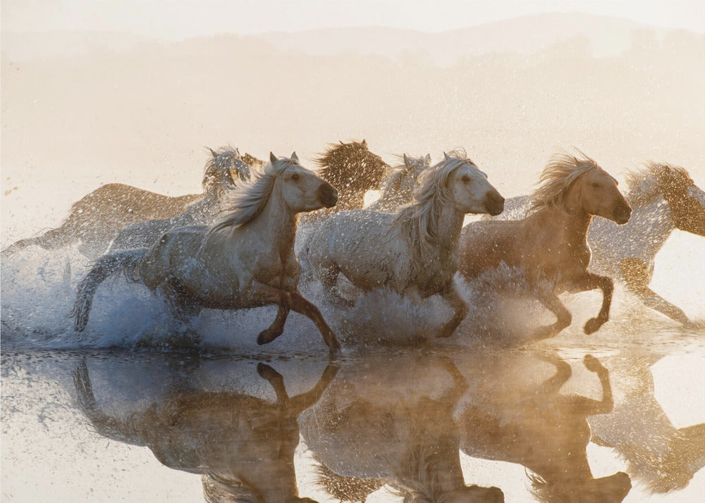 Chevaux | Papier Peint Photo