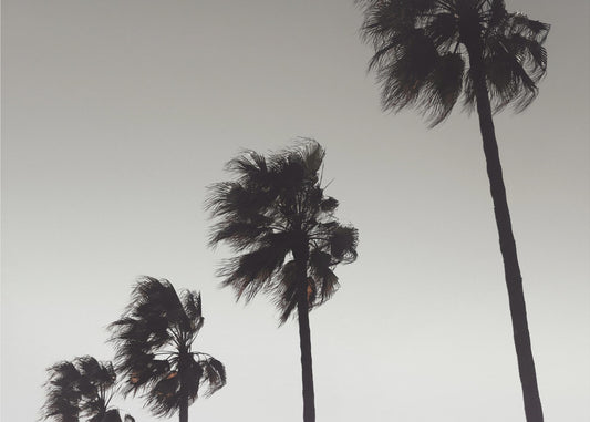 Palm_004 | Canvastaulut