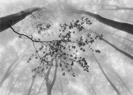 The branch | Canvas