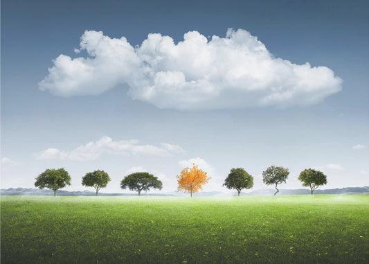 Sette Alberi | Carta da Parati Fotografica