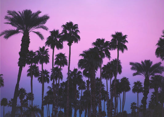 Palme con cielo rosa | Carta da Parati Fotografica