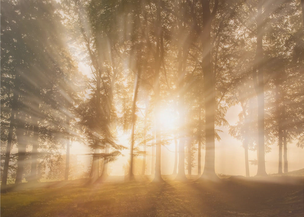 Verblind door het licht | Fotobehang