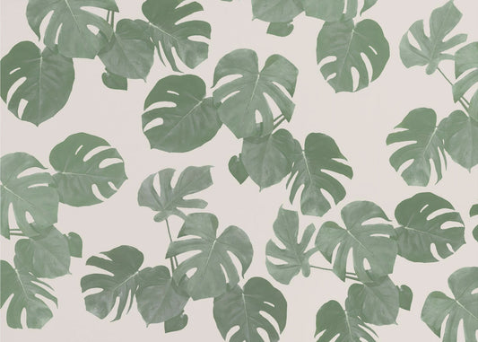 Monstera-Blätter | Fototapeten