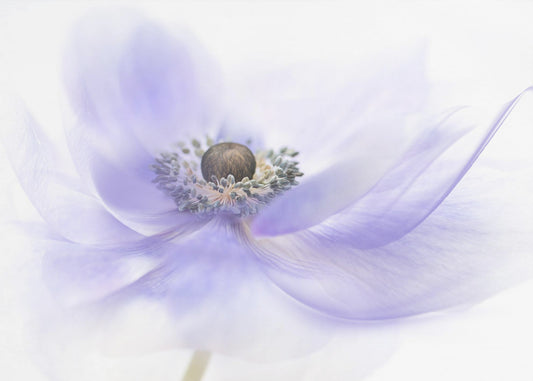Summer Breeze | Canvas