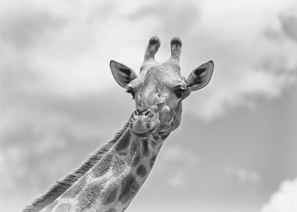 Giraffen - Wildlife V | Fototapet