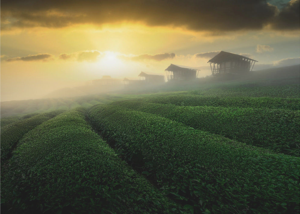 Amanecer brumoso en el jardín de té | Papel Pintado Fotográfico