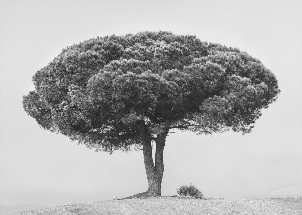 ALBERO | Carta da Parati Fotografica