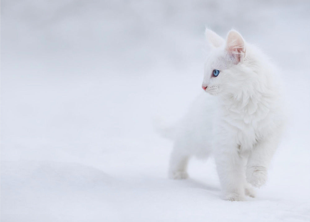 Bianco come la neve | Carta da Parati Fotografica