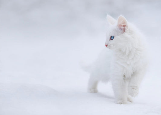 Wit als sneeuw | Fotobehang