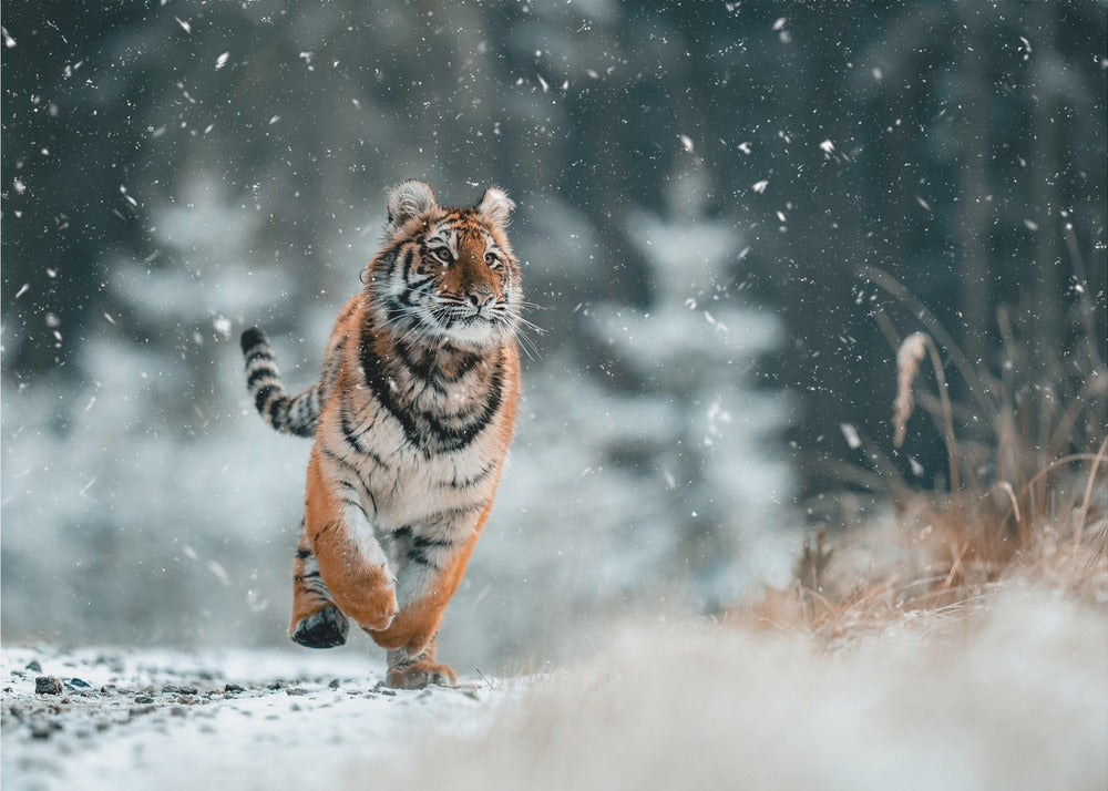 Den sibiriske tiger | Lærredsbilleder