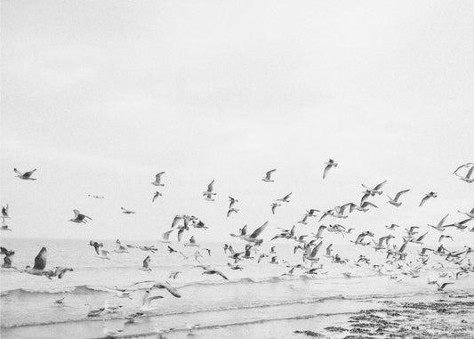 Mouettes-Côtières noires et blanches | Tableaux sur Toile