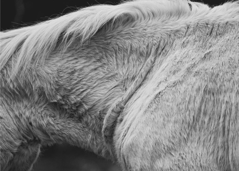 Hest II | Lærredsbilleder
