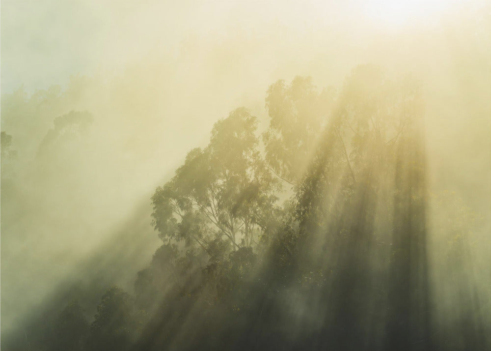 Bois brumeux III | Tableaux sur Toile