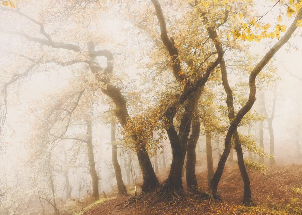 arbres dansants | Papier Peint Photo