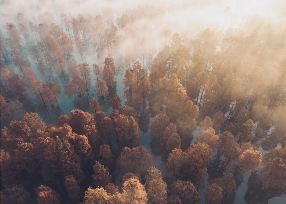 Automne | Papier Peint Photo