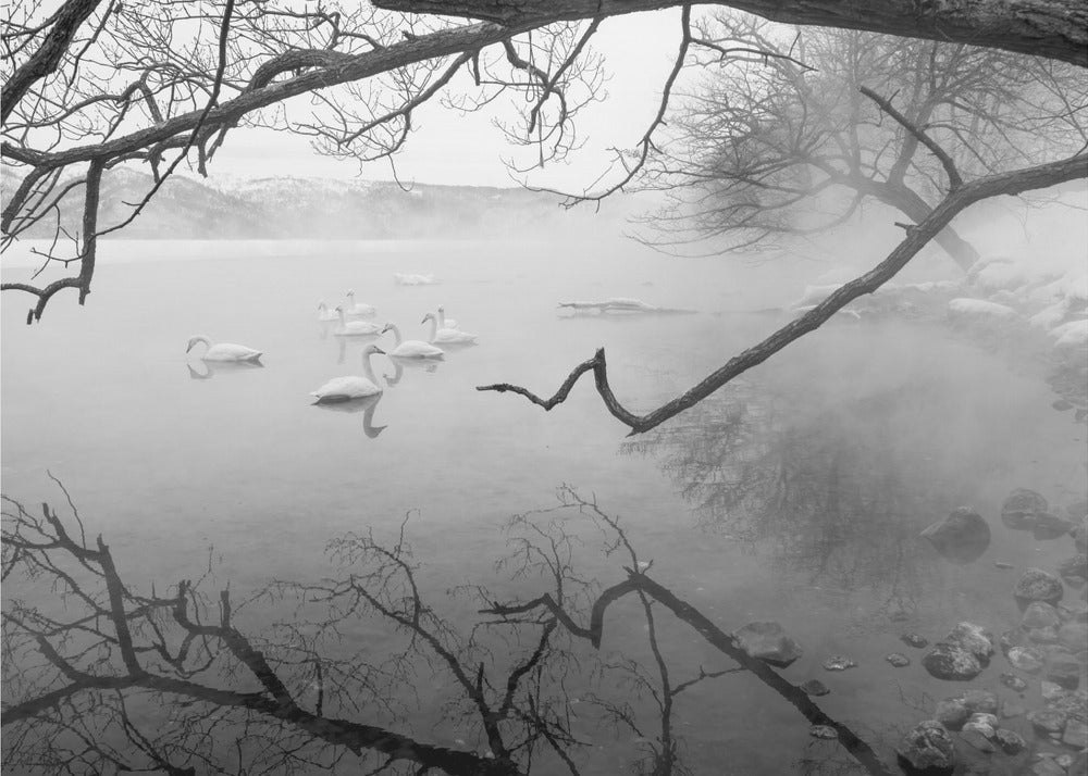 Cisnes en aguas termales | Impresiones en Lienzo